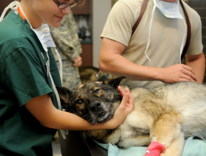 Three Marketing Tips for Veterinarians to Succeed Online