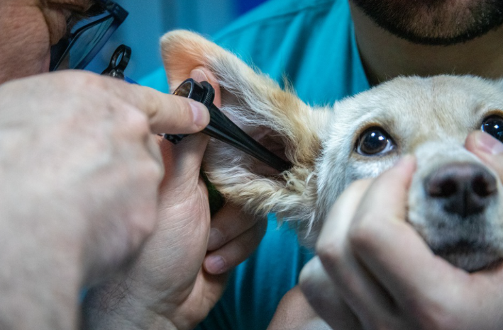 Three Marketing Tips for Veterinarians to Succeed Online