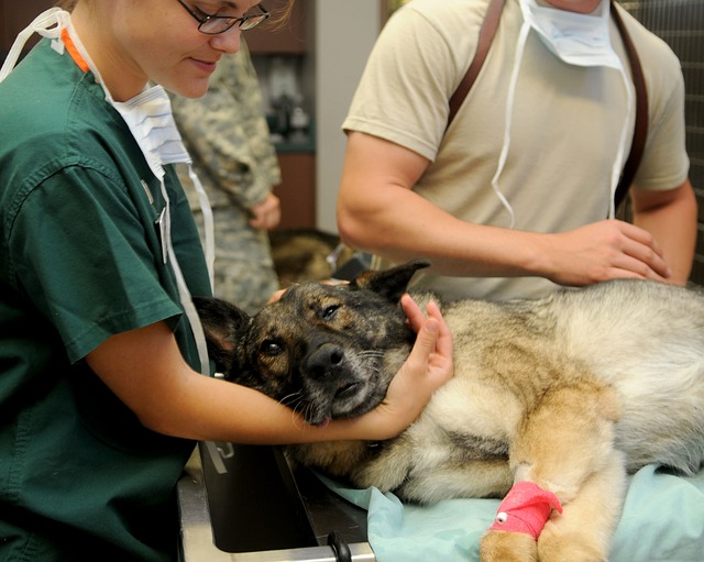dog vet